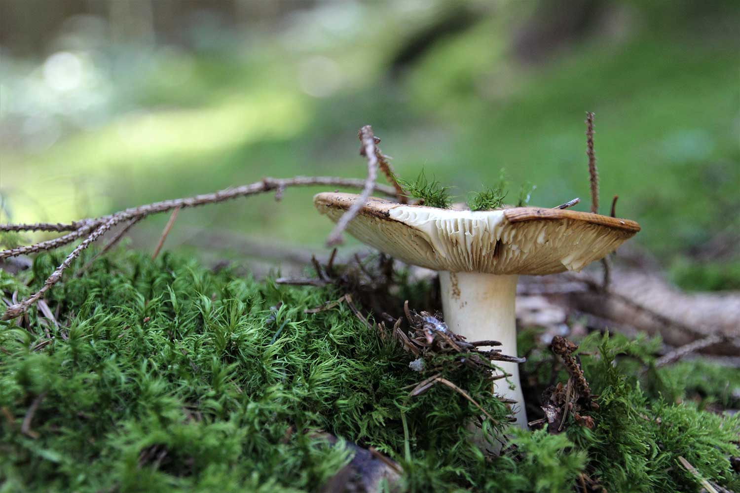 Pilz auf Waldboden entdeckt beim Waldbaden Kurs
