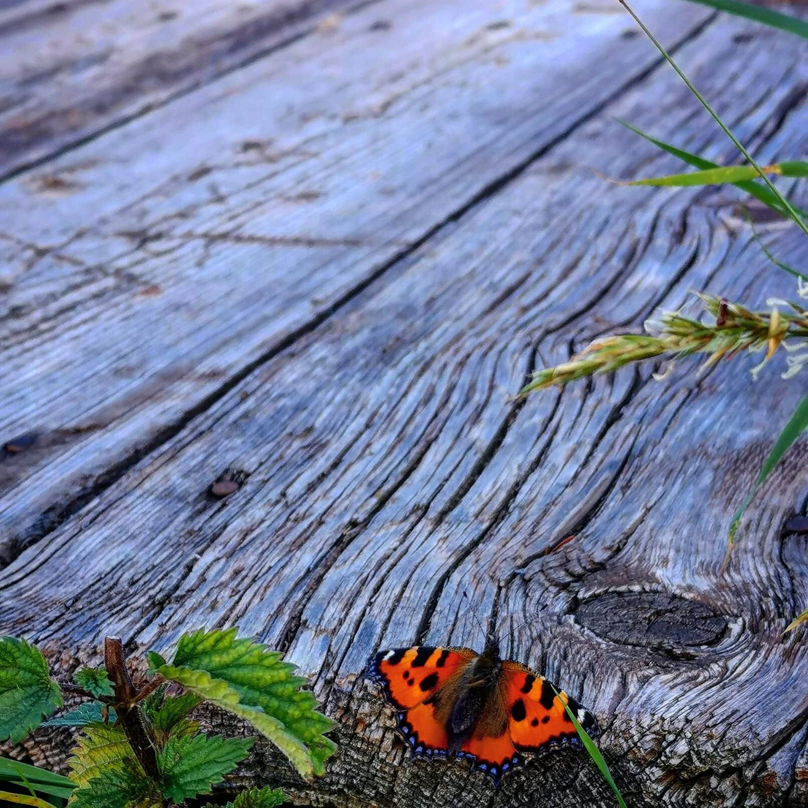 Admiral auf Holzdiele und Brennessel